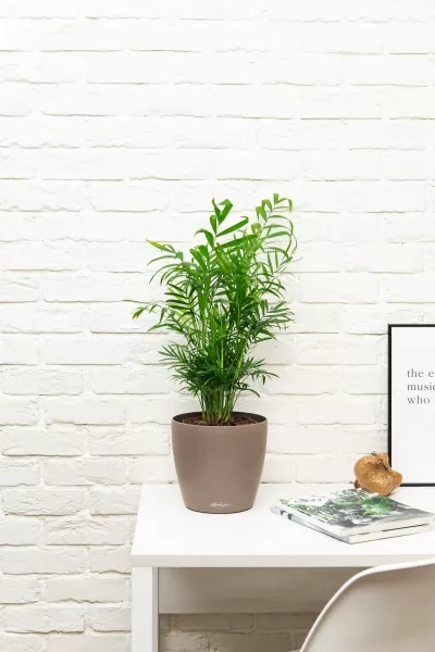 Хамедорея Элеганс 17/60 в CLASSICO Color 21