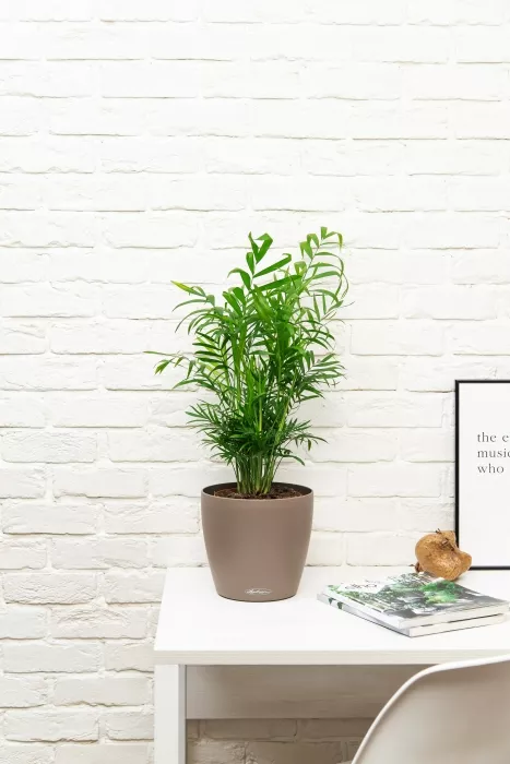 Хамедорея Элеганс 17/60 в CLASSICO Color 21