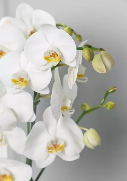 Фаленопсис Кэмбридж в ORCHIDEA 18