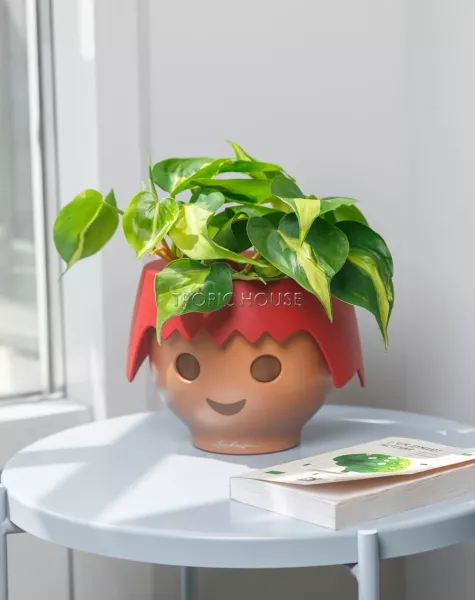 Филодендрон Бразил OJO 25 см