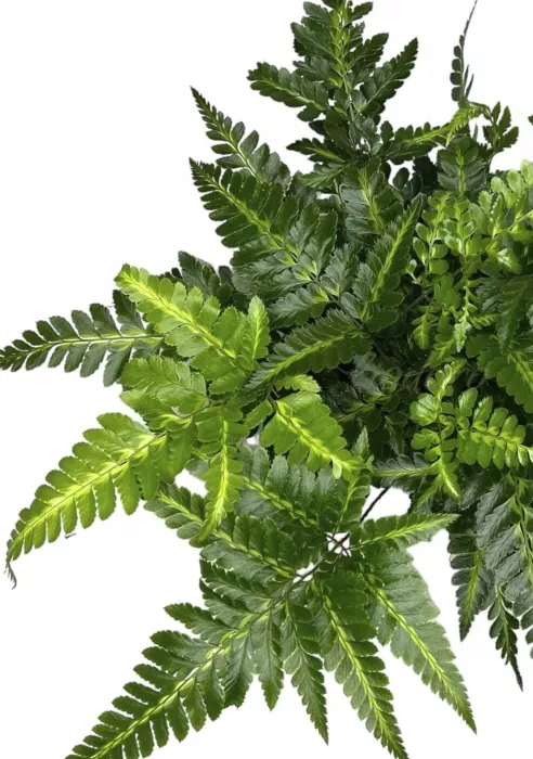 Папоротник Румора 11/25 см