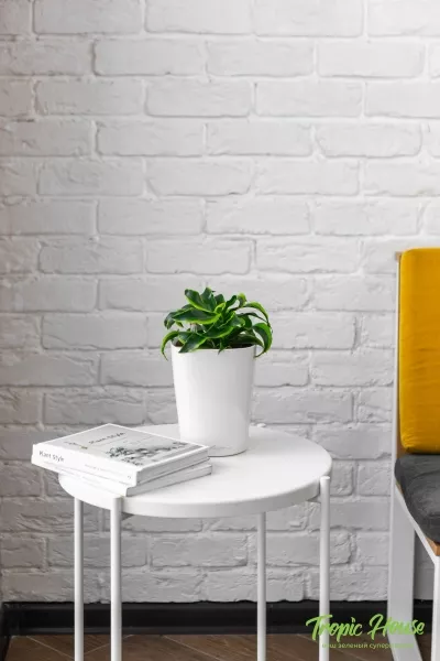 Драцена Торнадо в DELTINI 14