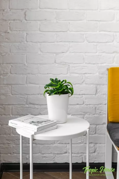 Драцена Торнадо в DELTINI 14