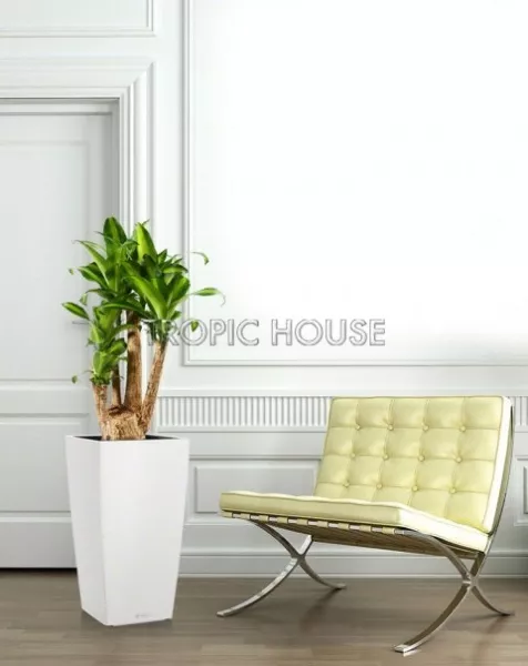 Драцена душистая Массанжеана в CUBICO 30