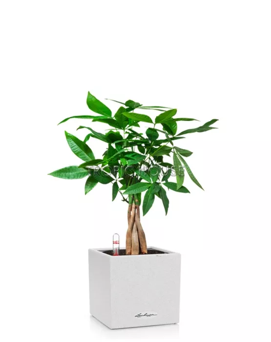  Пахира CANTO STONE 14/40 см Песочный белый