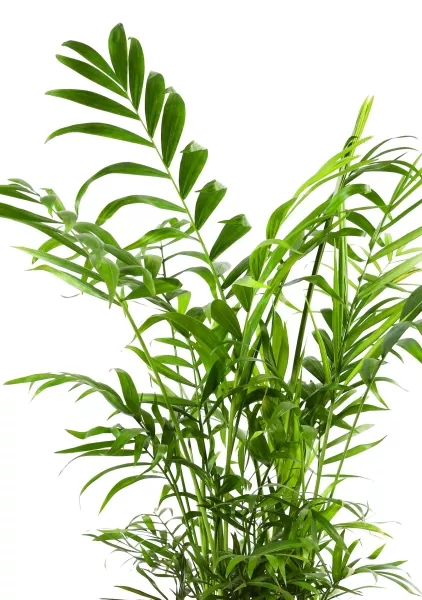 Хамедорея Элеганс 12/45 см в LAMELA MAGNOLIA fi 135