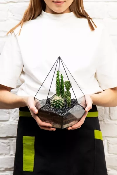 Флорариум-капля с мини-кактусами