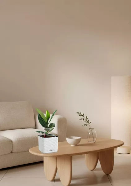 Фикус Эластика Робуста 12/40 см в CUBE COLOR 14