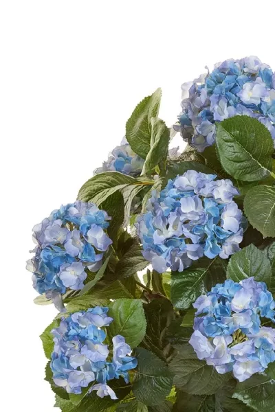 Гортензия куст Макси тёмно-голубой в горшке