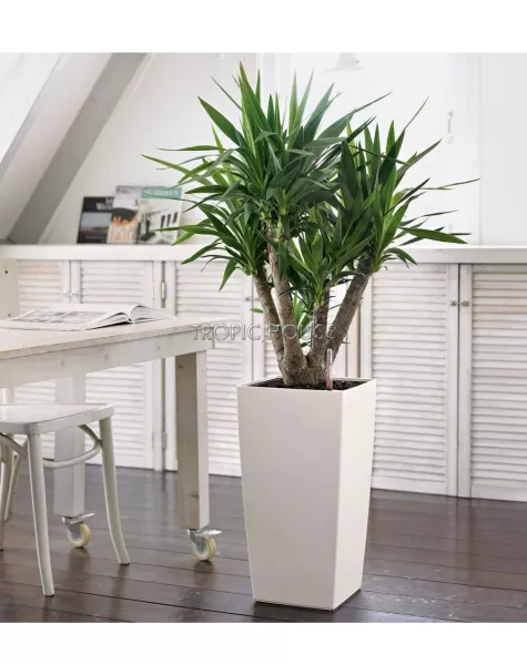 Кашпо LECHUZA CUBICO Color 30х56 см