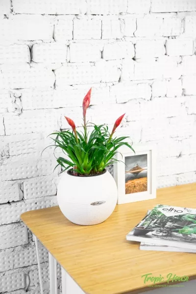 Вриезия Астрид в PURO 20