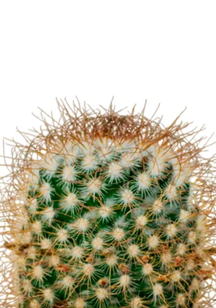 Кактус Маммиллярия Альбиланата 12/20 см в CANTO STONE 14