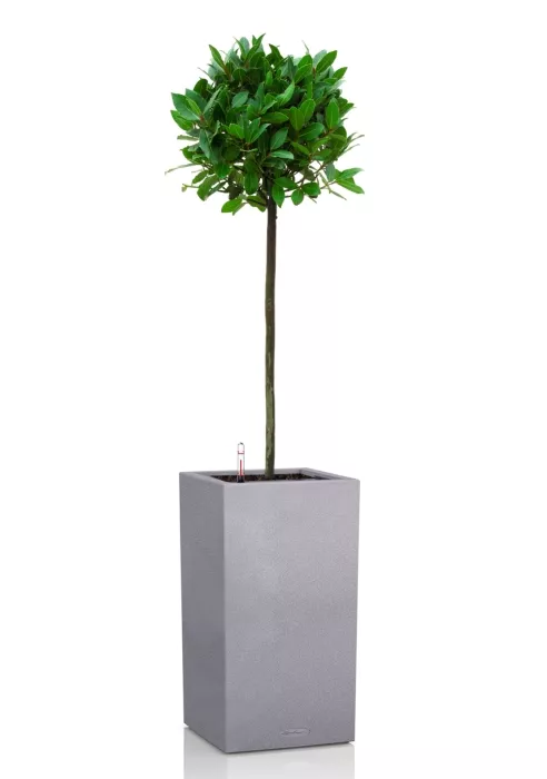 Лавр Нобилис 21/120 в CANTO STONE HIGH 30, серый камень