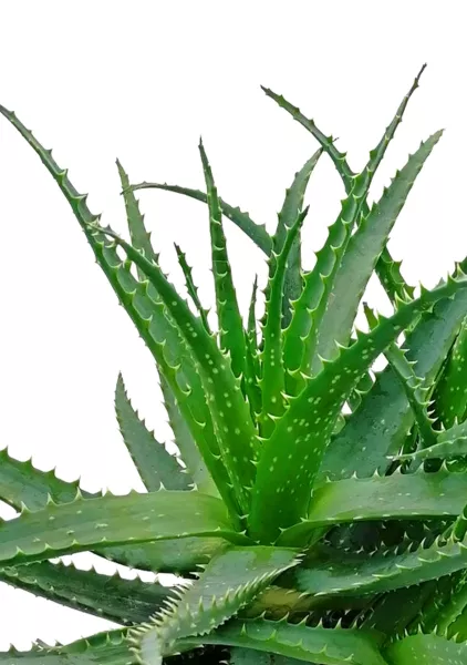 Алоэ 17/40 см в CILINDRO 23