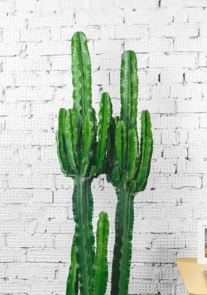 Эуфорбия Ингенс макси 35/160 см