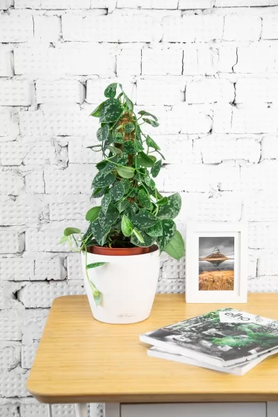 Сциндапсус Пиктус на опоре в CLASSICO 18