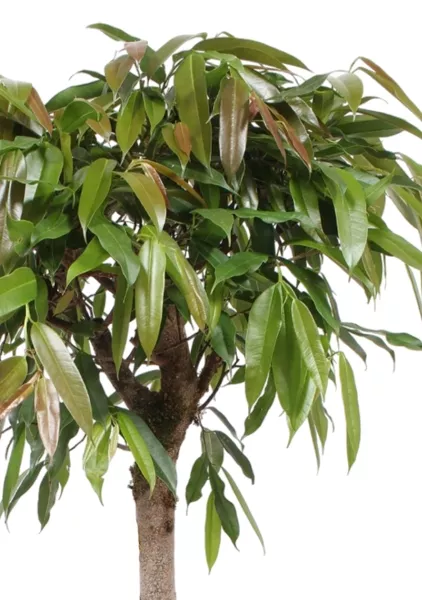 Фикус Амстел Кинг на штамбе 27/120 см