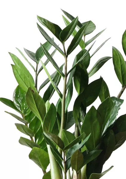 Замиокулькас 12/45 см в CUBE GLOSSY 14