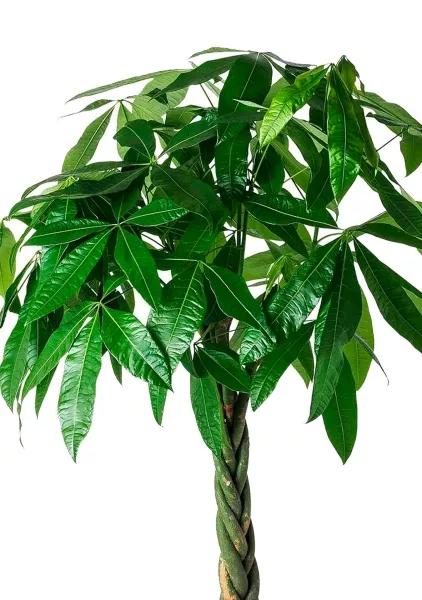 Пахира Акватика косичка 27/130 см