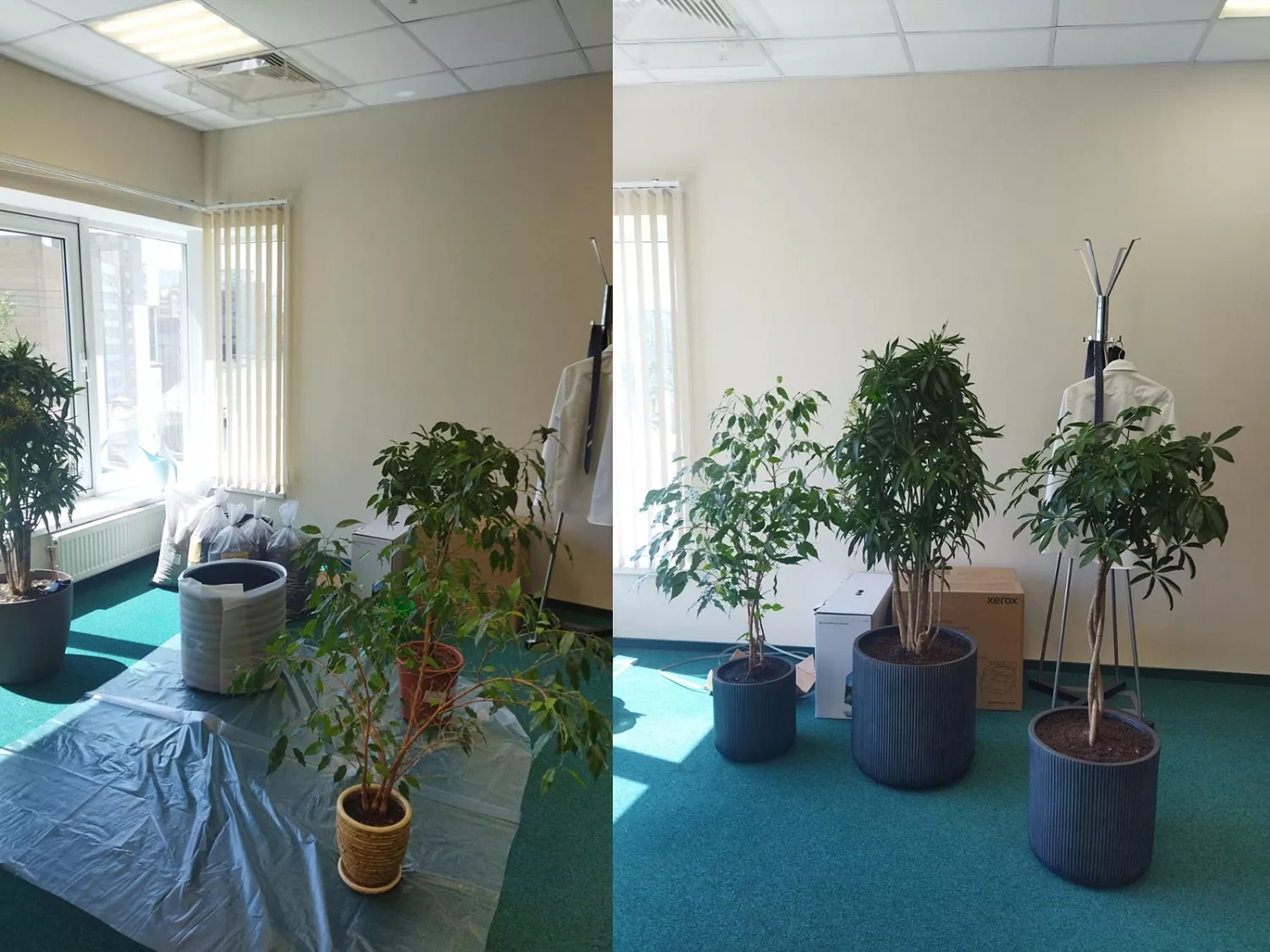 ВЫЕЗДНАЯ ПЕРЕСАДКА РАСТЕНИЙ