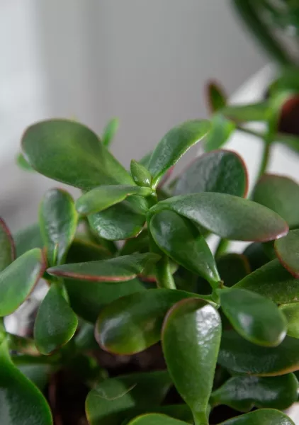 "Набор для рабочего стола" Крассула в PURO 20