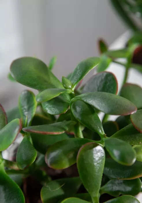 "Набор для рабочего стола" Крассула в PURO 20