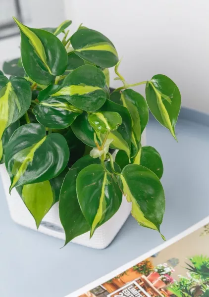 Филодендрон Бразил 12/20 см