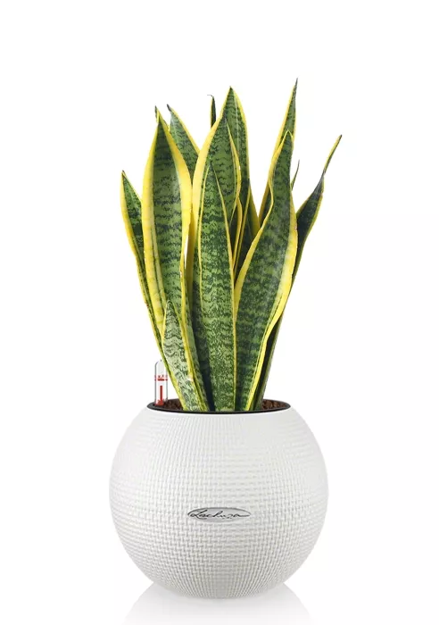 Сансевиерия Лауренти PURO COLOR 20/40 см Белый