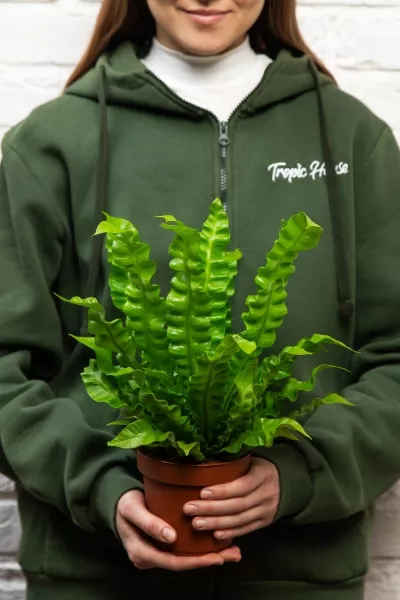 Асплениум Криспи Вейв 12/30 см