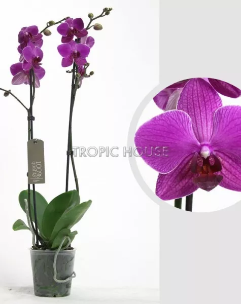 Орхидея Фаленопсис 2 ствола Фуксия 12/60 см