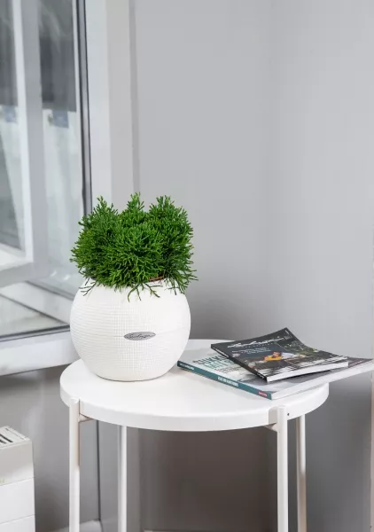 Рипсалис в PURO 20