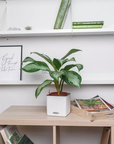 Аглаонема Сильвер Бей в CUBE COLOR 14