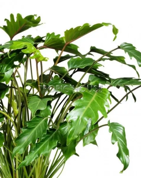 Филодендрон Ксанаду в RONDO 32