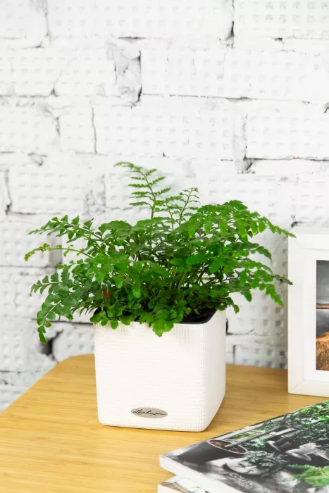 Папоротник Парвати в CUBE COLOR 14