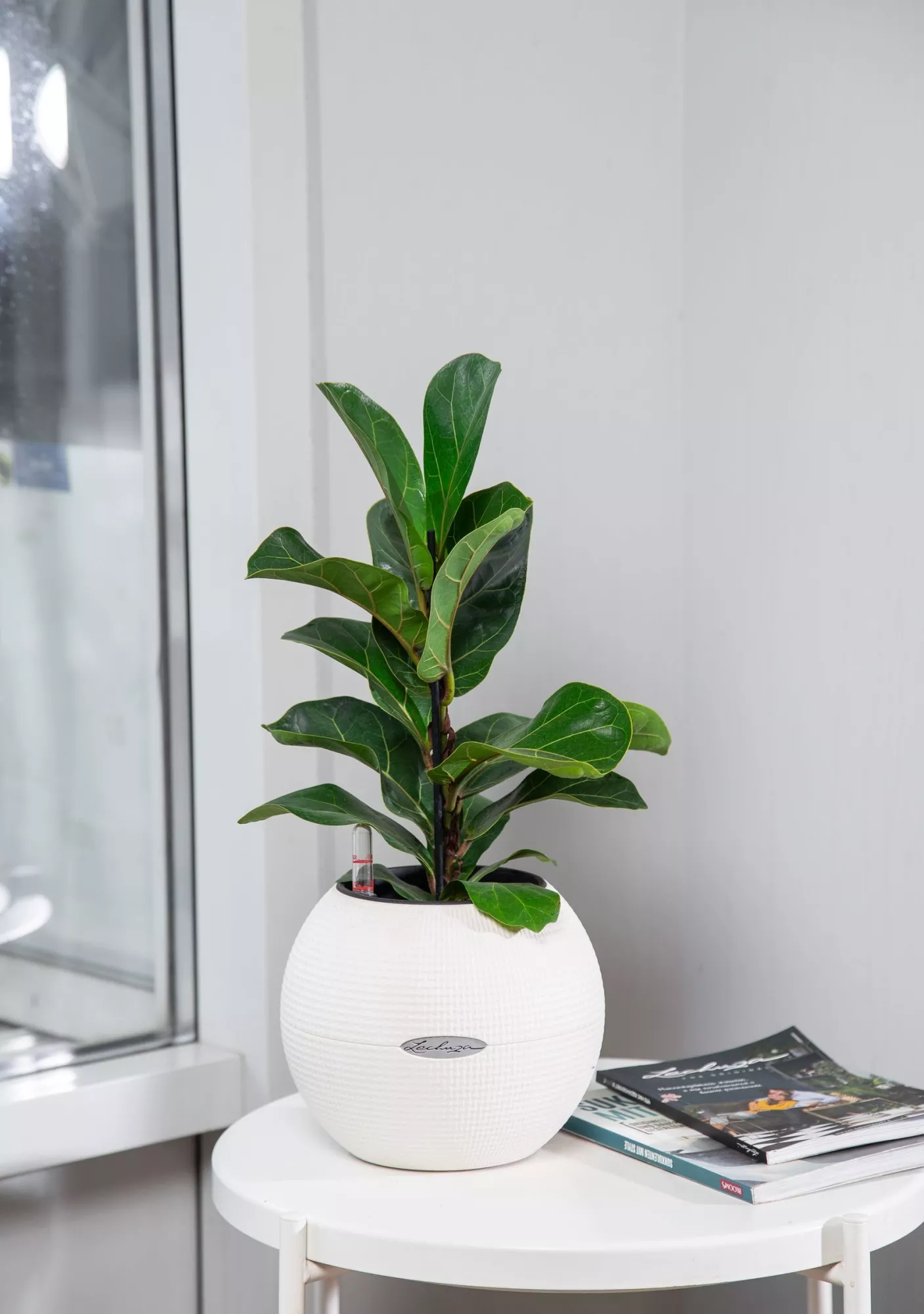 Фикус Лирата Бамбино в PURO 20