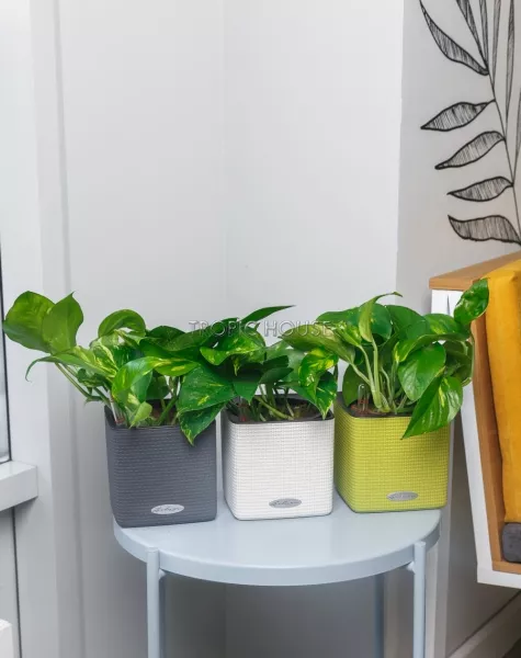 Набор сциндапсусов CUBE COLOR 14