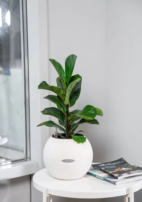 Фикус Лирата Бамбино в PURO 20