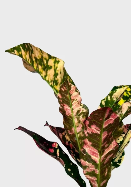 Кодиеум 8/20 см в PURO 20