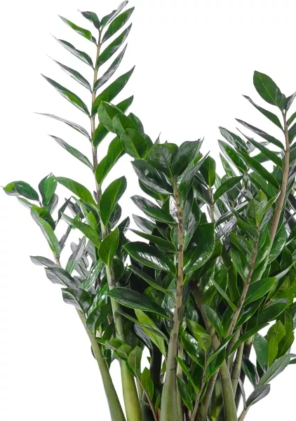 Замиокулькас 24/100 в CLASSICO LS 35