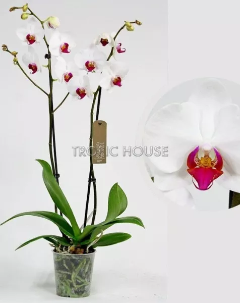 Орхидея Фаленопсис Кембридж белая 12/70 см в LAMELA MAGNOLIA fi 135