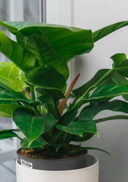 Филодендрон Империал Грин 17/50 см