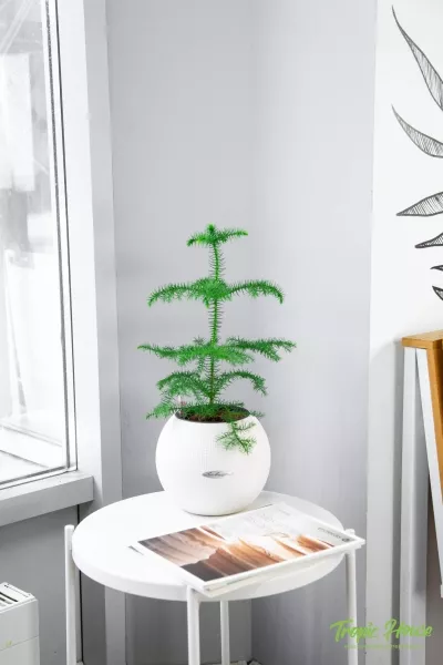 Араукария 1 ствол 10/30 см в PURO 20