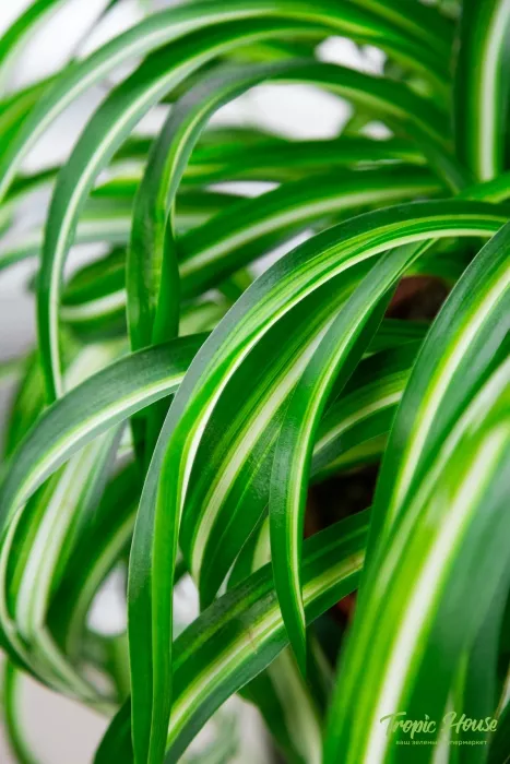 "Набор для детской" Хлорофитум в PURO 20