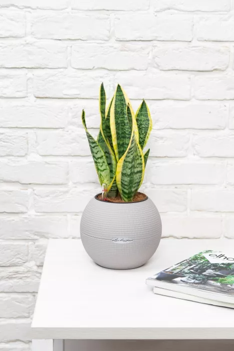 Сансевиерия Лауренти в PURO 20