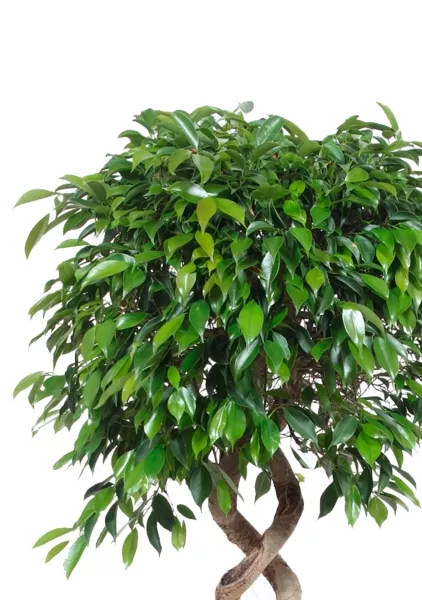 Фикус Бенджамина Экзотика двойная спираль 35/160 см в CUBE 50