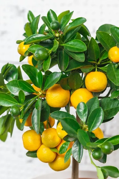 Цитрус Каламондин в CLASSICO Color 21