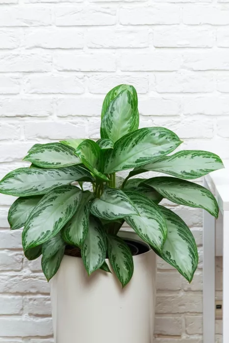 Аглаонема Сильвер Бей в RONDO 32