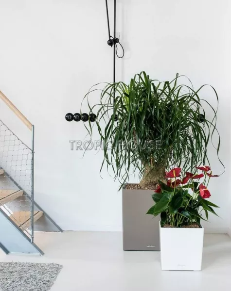 Кашпо LECHUZA CUBE 30х30см