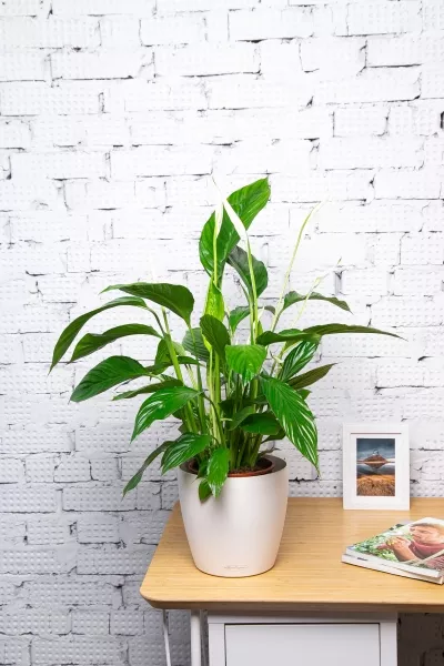 Спатифиллум 19/75 в CLASSICO COLOR 21