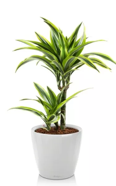 Драцена Лемон Лайм в CLASSICO LS 28